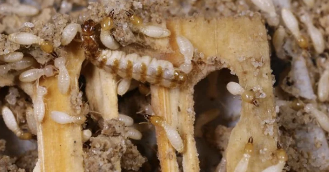 Kenali Bahaya Rayap dan Pentingnya Jasa Anti Rayap